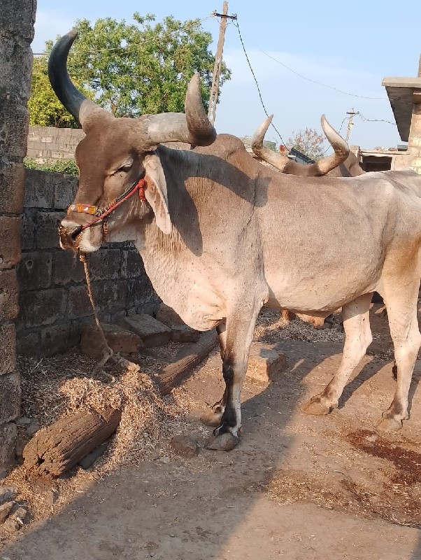 બળદ વેચવાનો છે