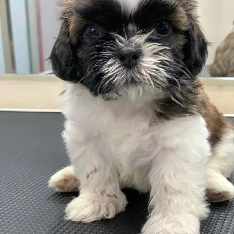 shih-tzu puppy