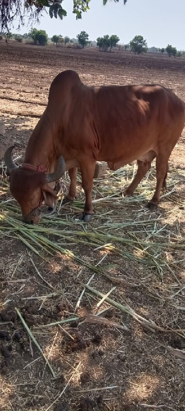 gir cow