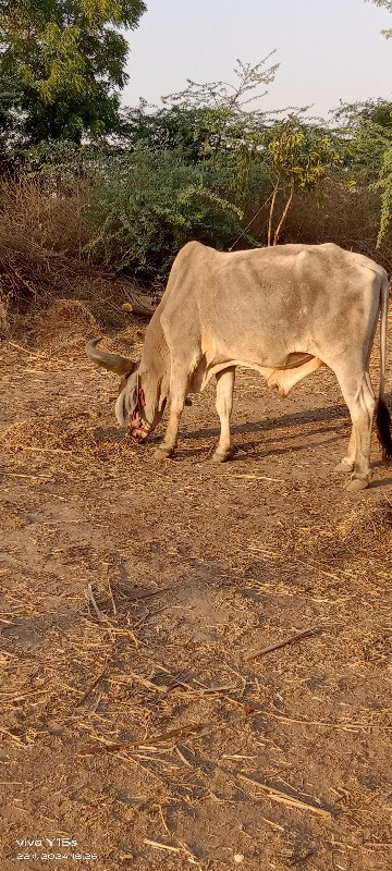 બળદ વેચવાનો છે