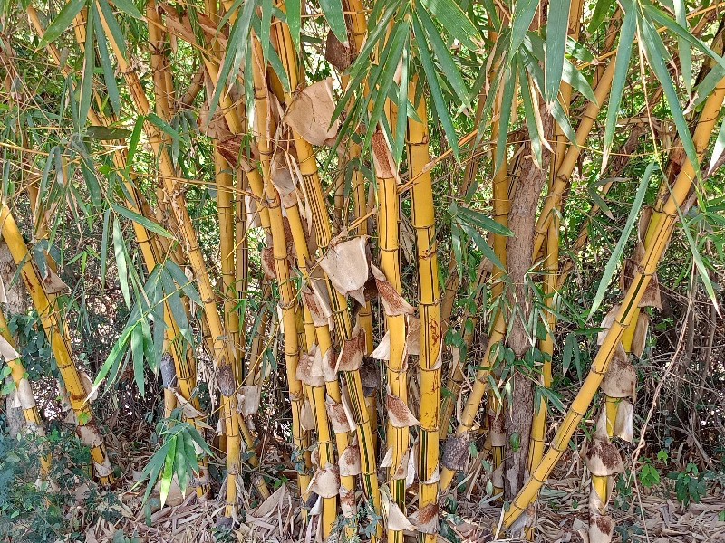 bambu vas