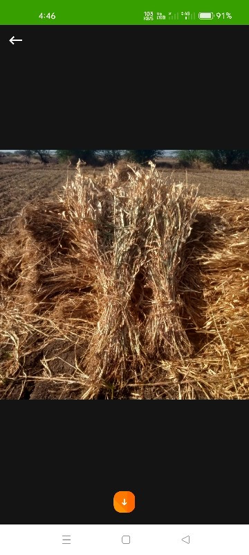 જુવારની કડબ