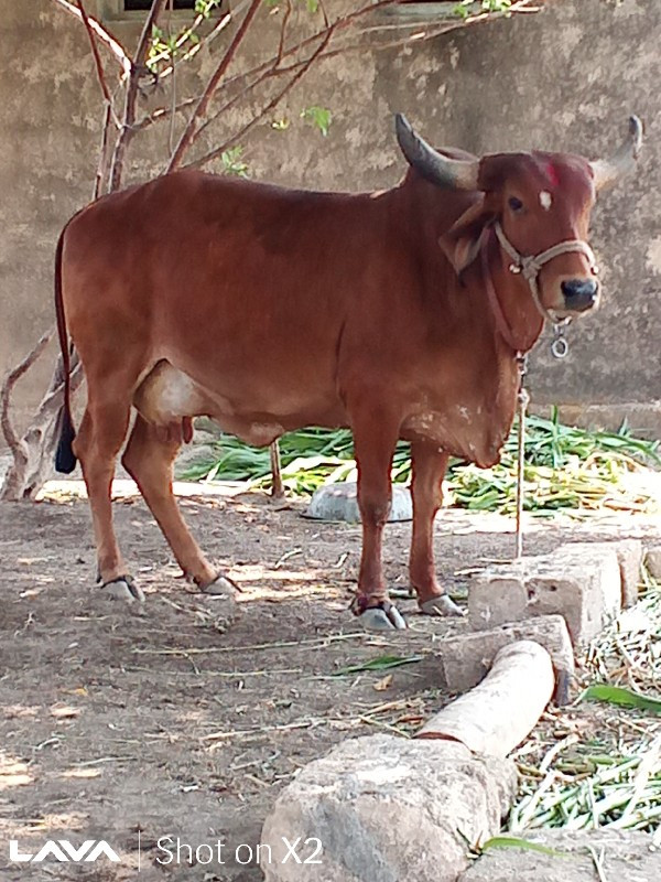 ગાય