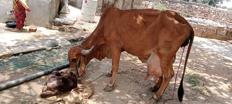 ગાય વેચવાની છે