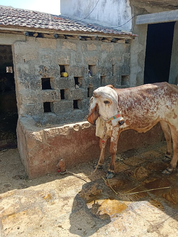 ગોધલો આપવાનો છે...