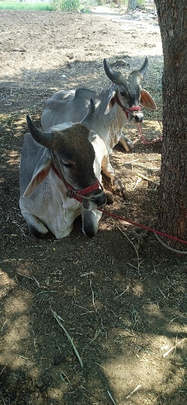 ગૉઠલા વેસવા ના...