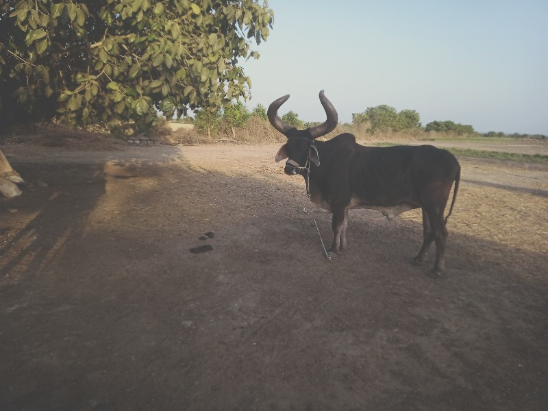 બળદ વેચવાના છે