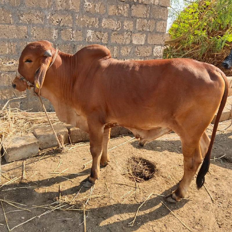 ગોઢલો વેચવાનો છ...