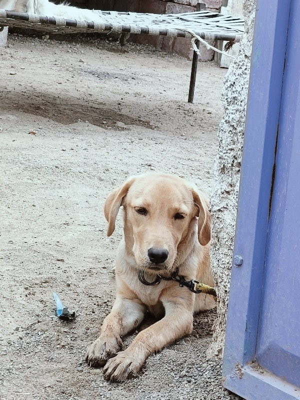 Labrador female...