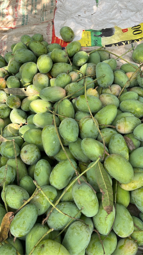 Kesar mango