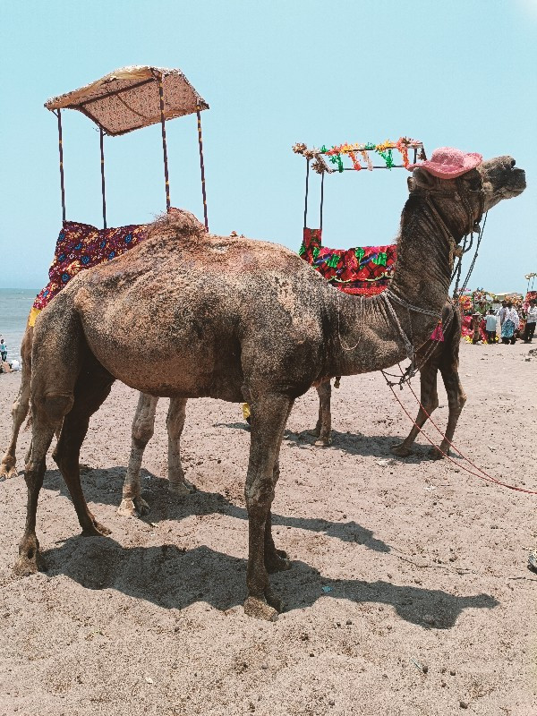 ઉટ વેચવાનુછે