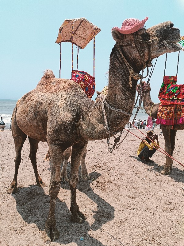 ઉટ વેચવાનુછે