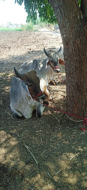 ગૉઠલા વેસવા ના...