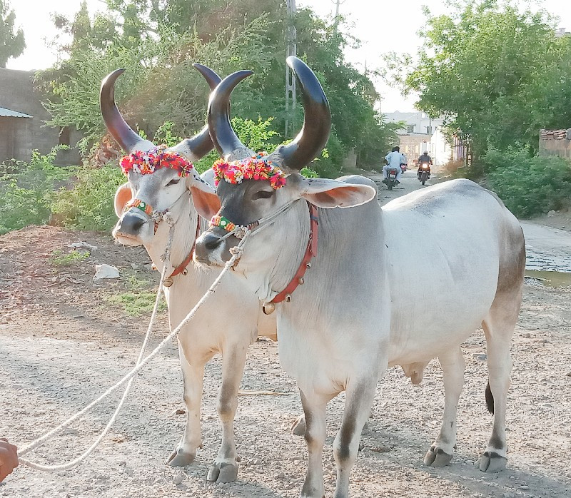 બળદ વેચવાનો છે