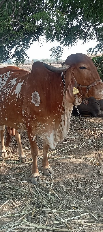 ગાય વેચવાની છે