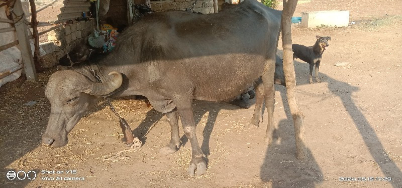 એક ભેંસ અને બે...