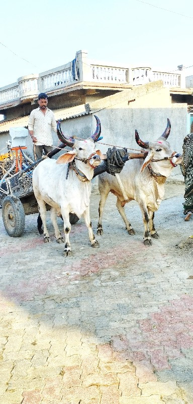 ગોઢલા વેચવા ના...