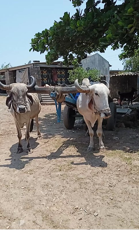 બળદ વેચવાના છે