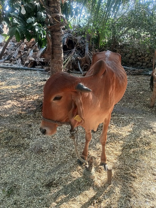 ગીર વાસળી વેચવા...