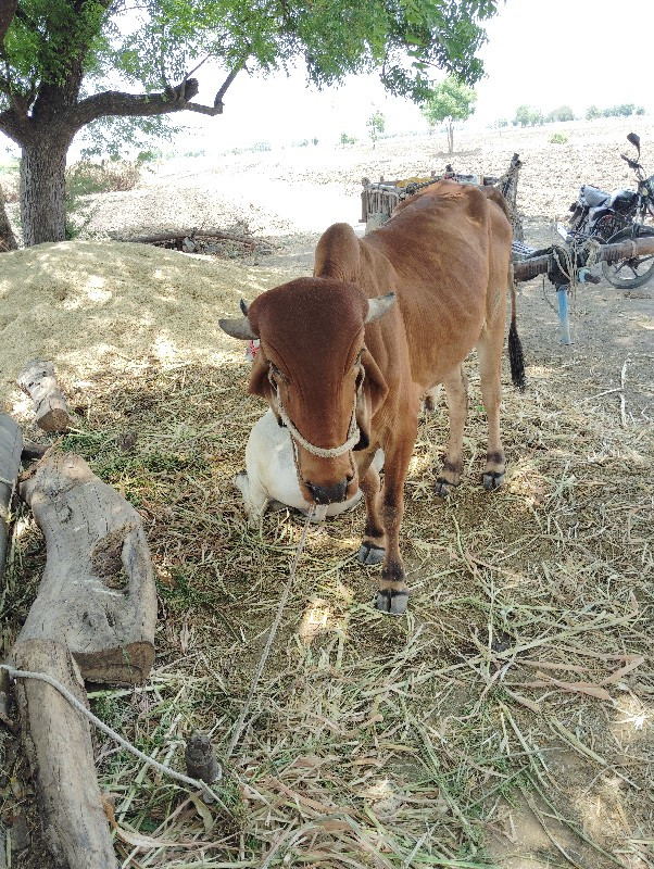 બળદ વેચવનો સે