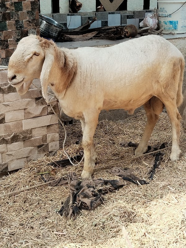 ઘેટા વેચવા ના છ...