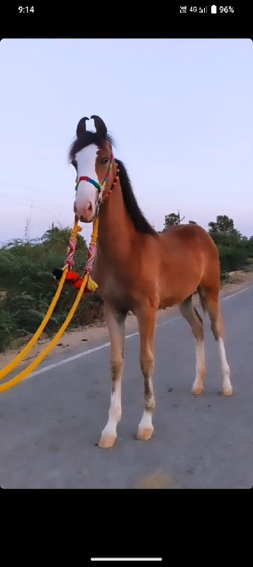 મારવાડી વછેરી...