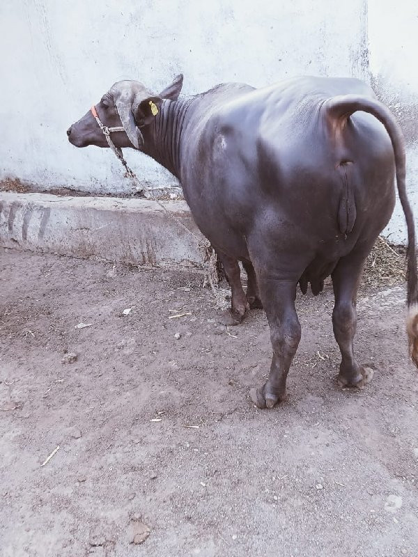 બીજું વેતર ગાભણ...