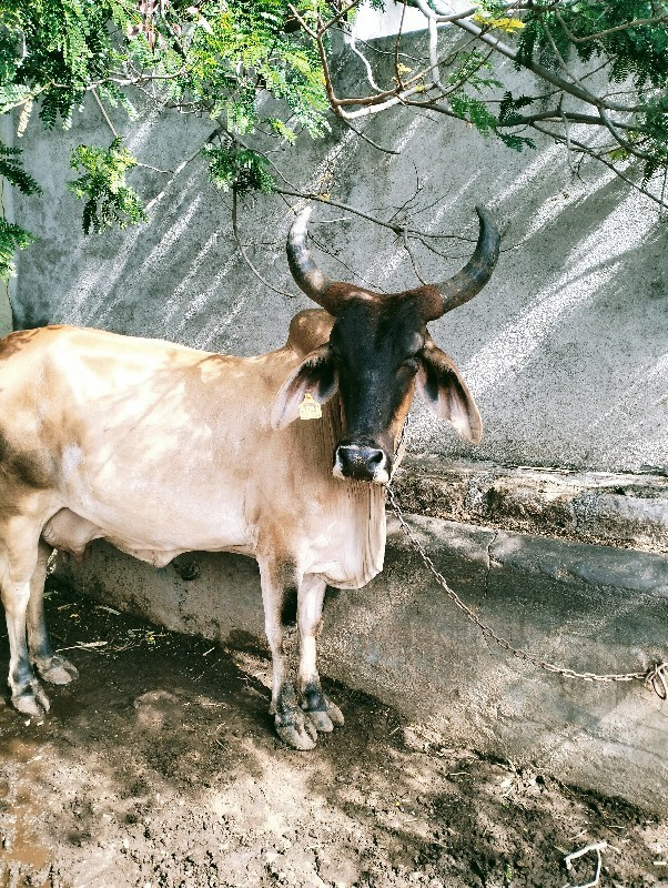 ગાય વેચવાની છે