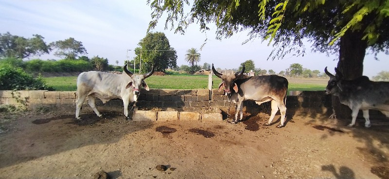 આ ગોઢલા વેચવાના...