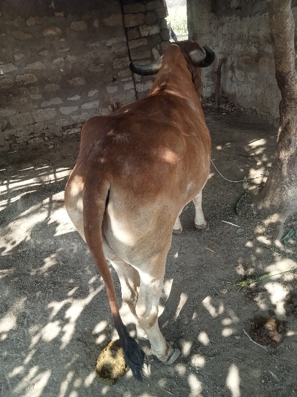 ગોઢલા વેસવાના છ...