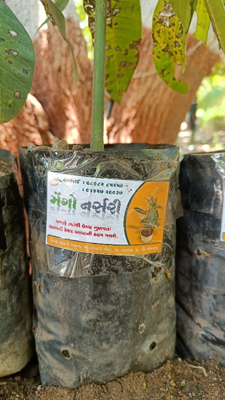 મેંગો નસૅરી  ભો...