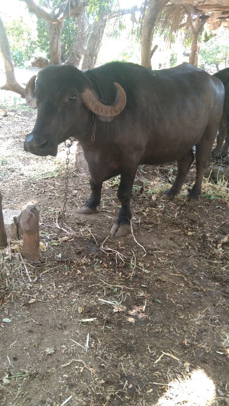 ખડેલી વેચવાની છ...