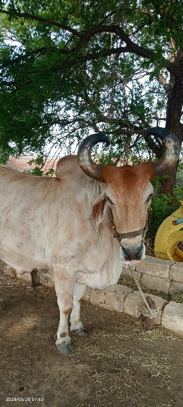 ફુલ જવાબદારી