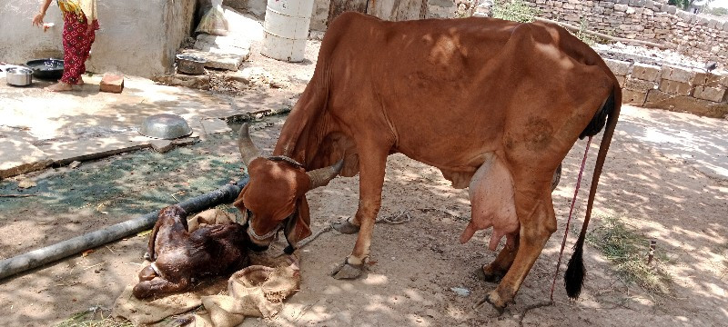 ગાય વેચવાની છે