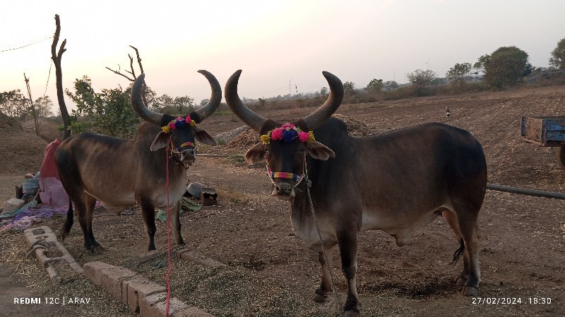 સાટા કરવા