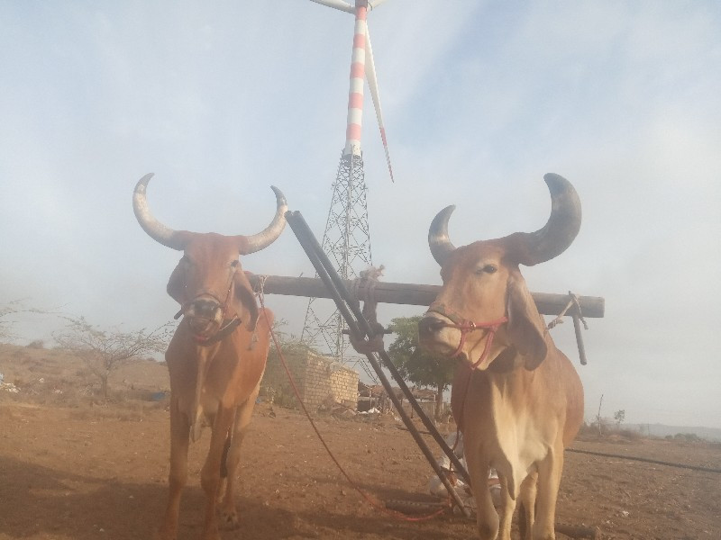 બડઘવેવાનાસેબેવા...