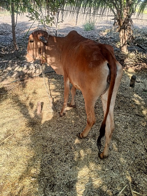 ગીર વાસળી વેચવા...