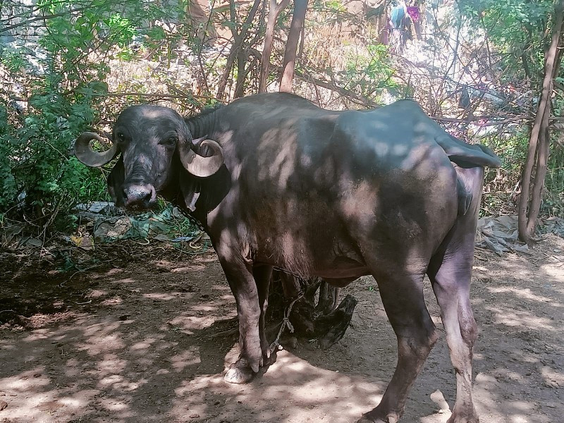 ખડેલી વેચવાની છ...