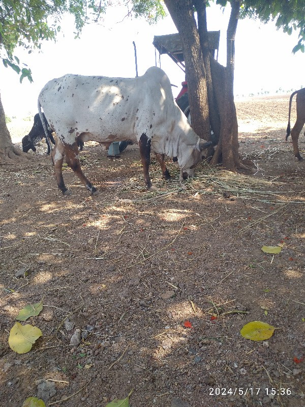 આ ગાય વેચવાની છ...