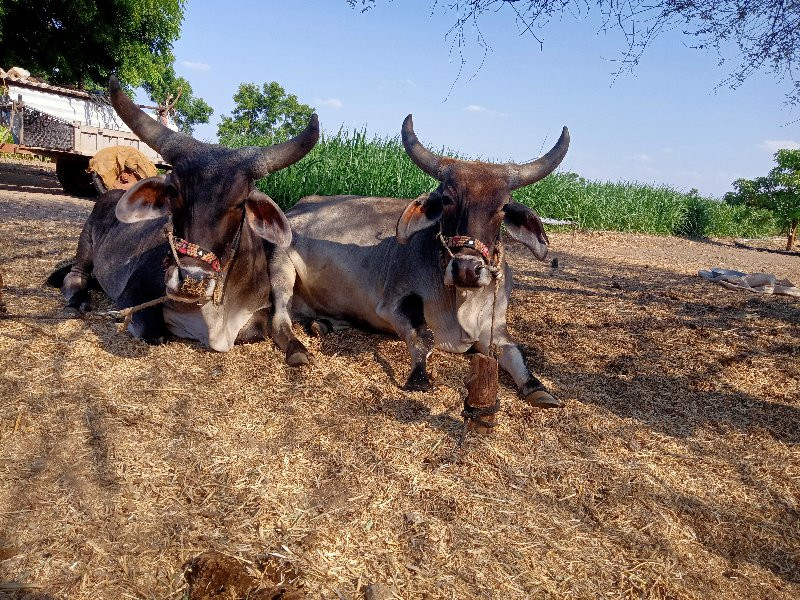 બળદ..ગોઢલા.વેચવ...