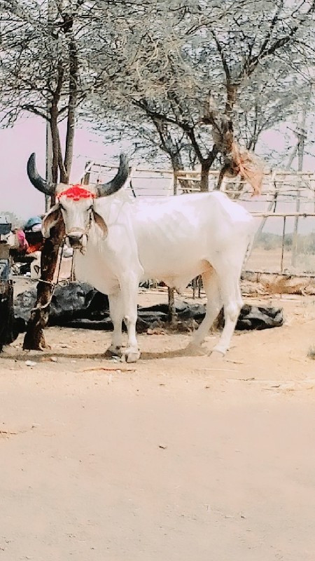 બળદ વેચવાના છે