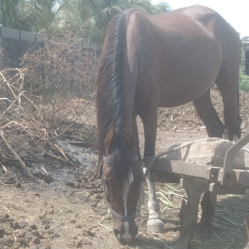 સાવ સોજી ગબડી છ...