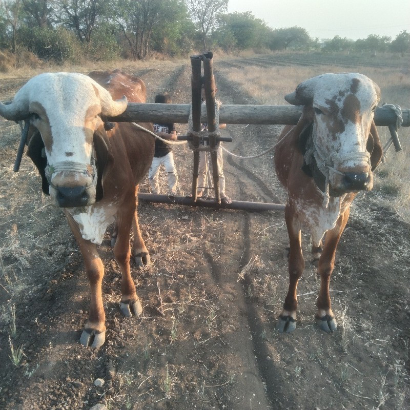 ગોઢલા વેસવાનાછે...