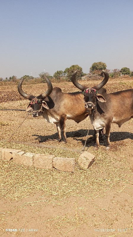 સાટા કરવા