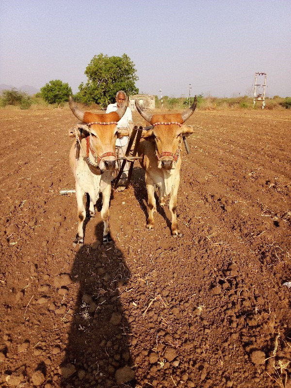 ગોઢલા વેચવાના છ...