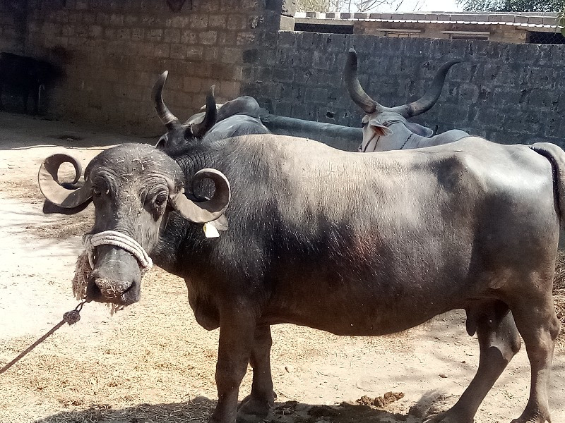 વેચવાની છે