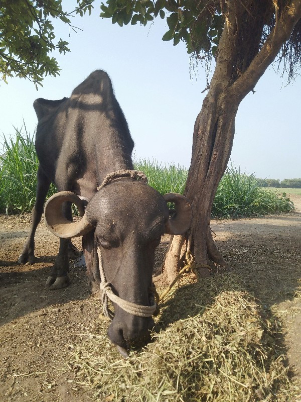 ધોડી લેવાની છે