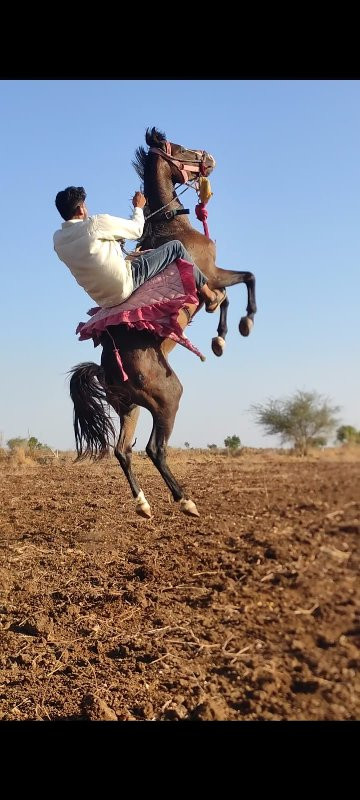 વસેરોઘોડોછેસાટા...