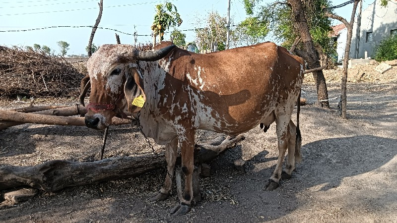 સાડા આઠ મહિનાની...