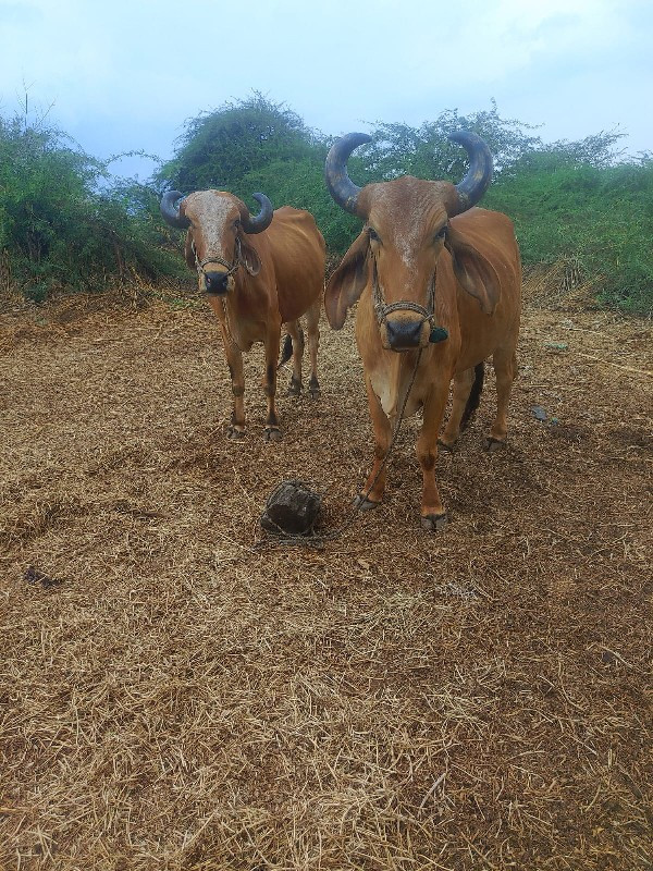 બરધ